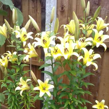 Lily 'Fata Morgana' (Asiatic)