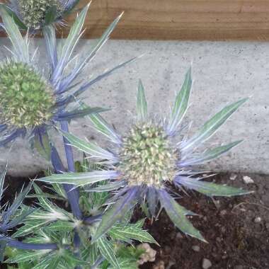 Sea Holly