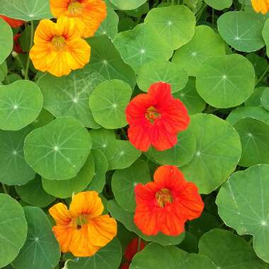 Nasturtium