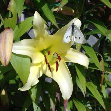 Lily (Asiatic)