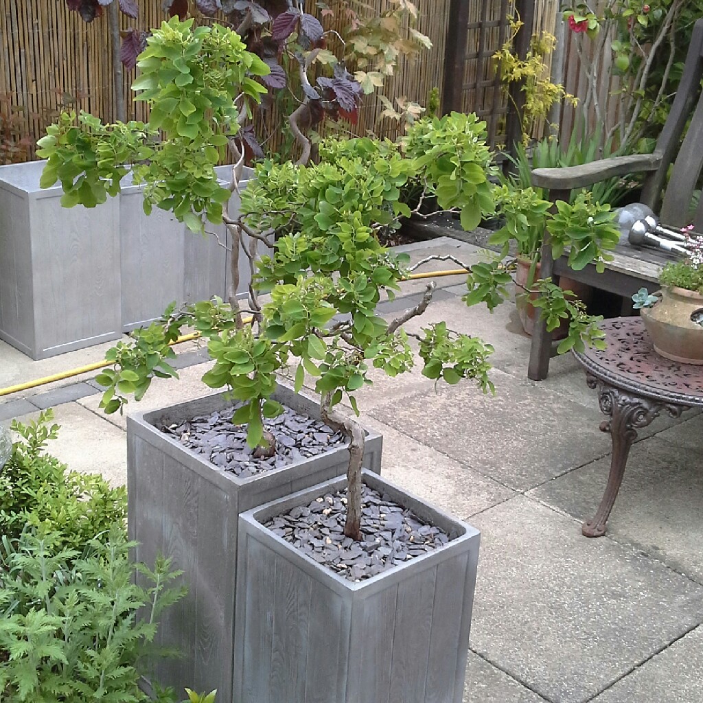 Plant image Robinia pseudoacacia 'Lace Lady'