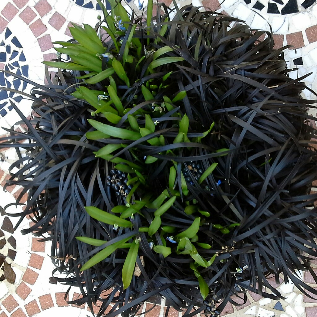 Black Mondo Grass 'Nigrescens'