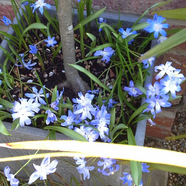 Plant image Chionodoxa forbesii syn. Scilla forbesii 'Blue'