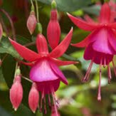 Plant image Fuchsia 'Pink Fizz'