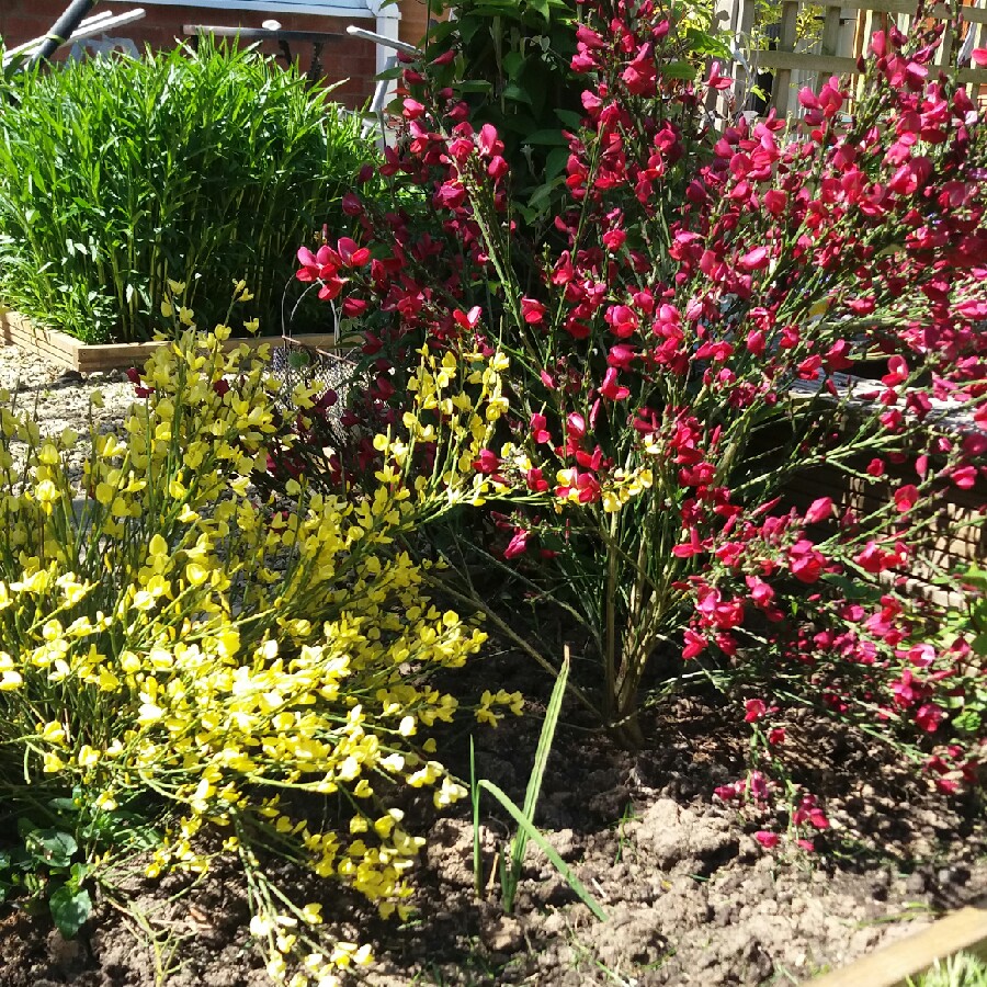 Plant image Cytisus x praecox 'Warminster'