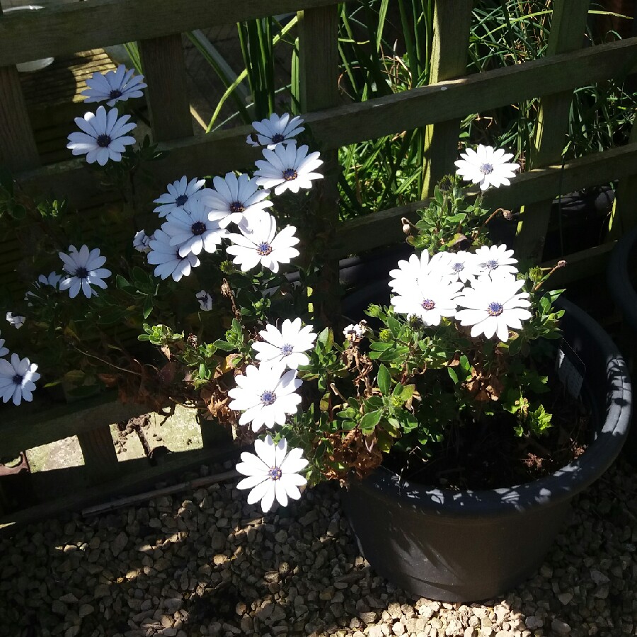 Plant image Osteospermum 'Star of the Veldt'