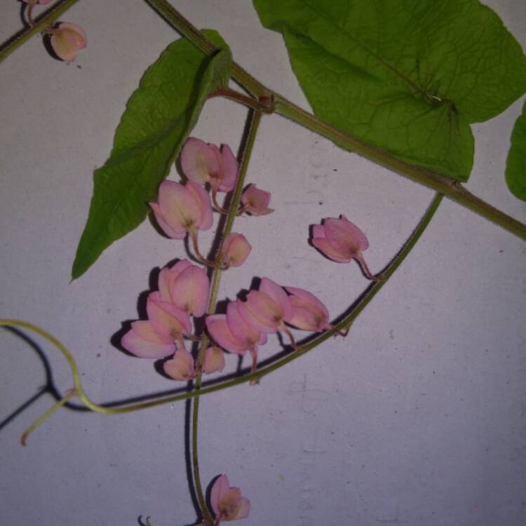 Plant image Antigonon leptopus