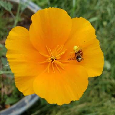 Eschscholzia californica