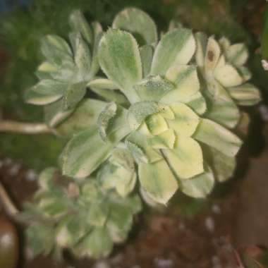 Aeonium Suncup