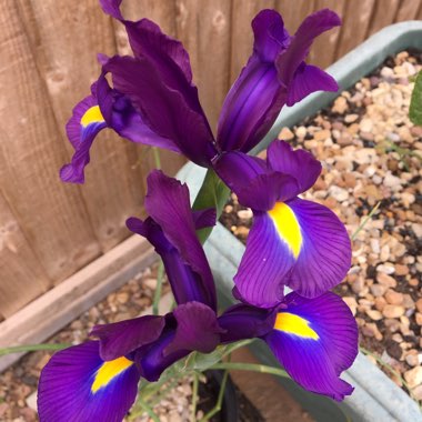 Dutch Iris 'Blue Magic'