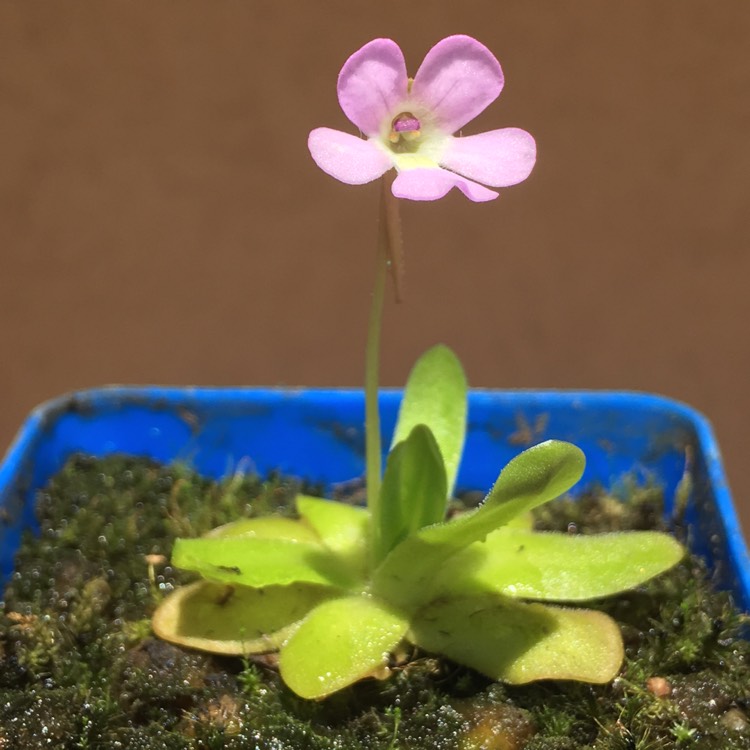 Plant image Pinguicula 'Tina'