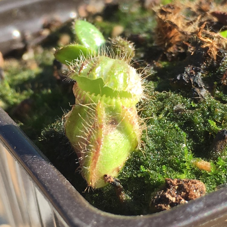 Plant image Cephalotus Follicularis