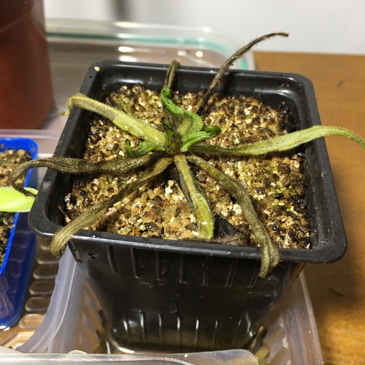 Plant image Drosera Adelae