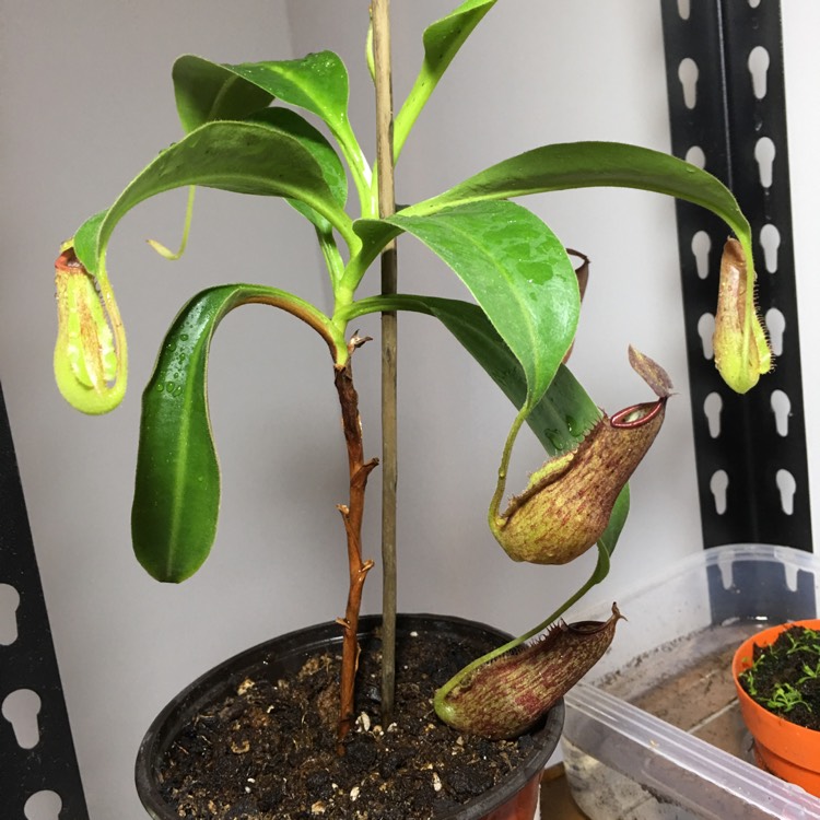 Plant image Nepenthes 'Miranda'