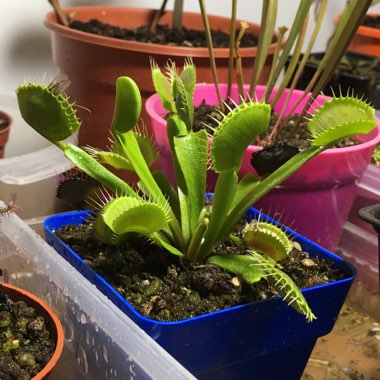 Venus Fly Trap