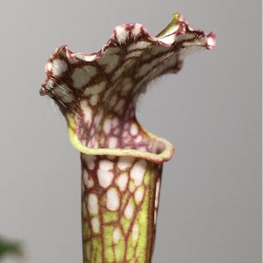 Trumpet Pitcher Plant