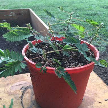 Sensitive Plant