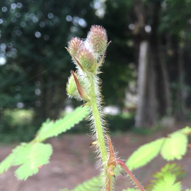 Sensitive Plant