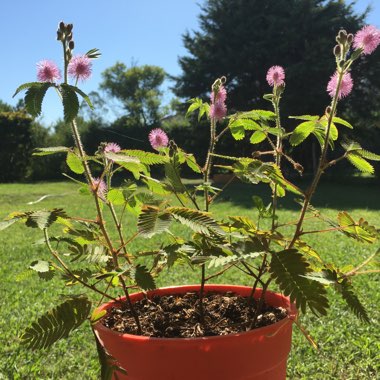 Sensitive Plant