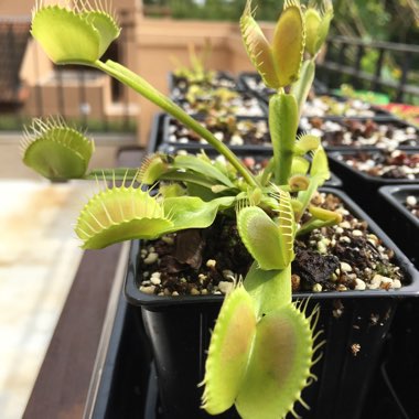 Venus Fly Trap