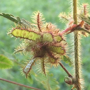 Sensitive Plant