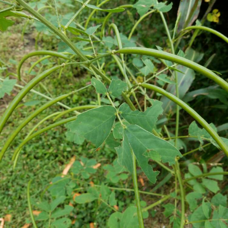 Senna obtusifolia syn. Cassia humilis, Sickle Pod - uploaded by ...