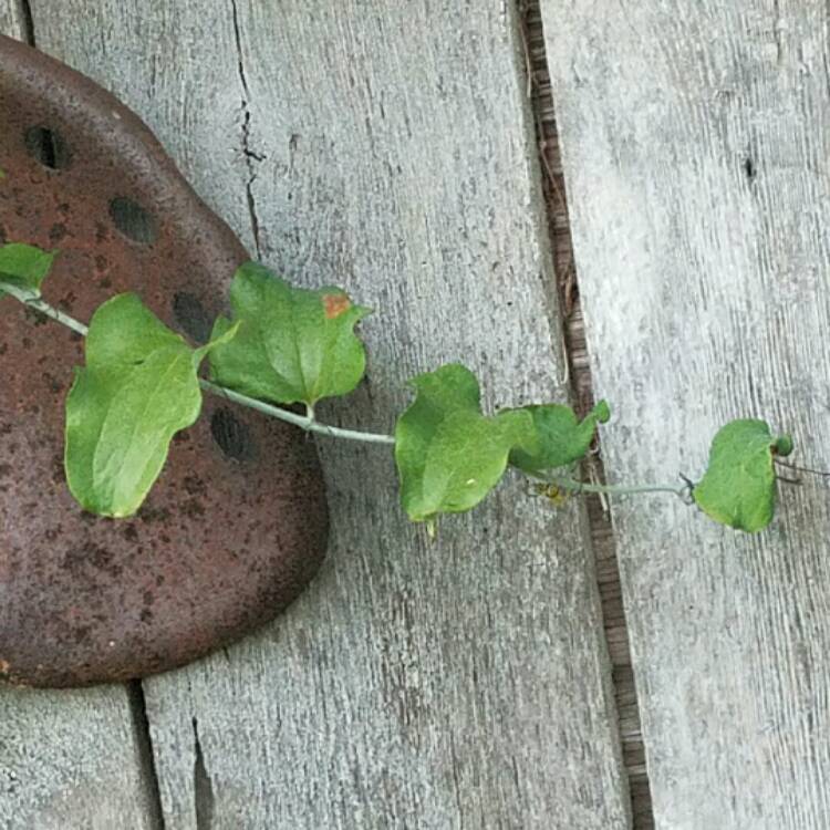 Plant image Smilax