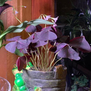 Oxalis Triangularis