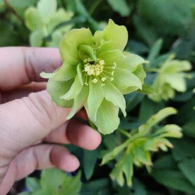 Hellebore 'Washfield Double-flowered'