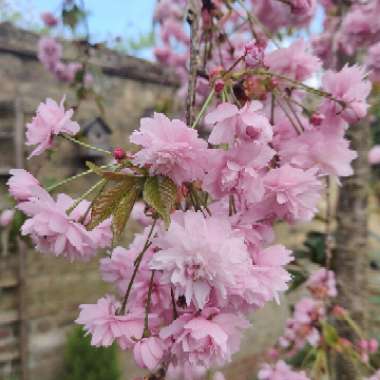 Weeping Flowering Cherry Tree