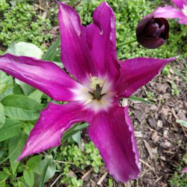 Tulip 'Purple Dream' (Lily-flowered)