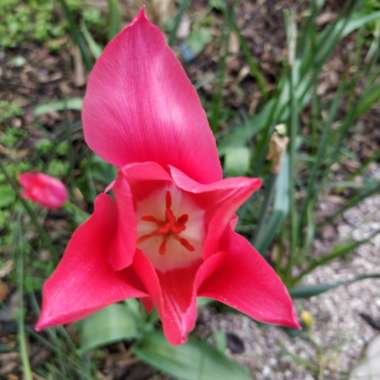 Tulip 'Pretty Woman' (Lily-flowered)