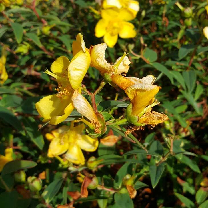 Plant image Hypericum balearicum