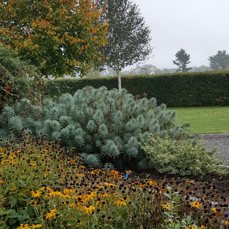 Plant image Euphorbia oblongata