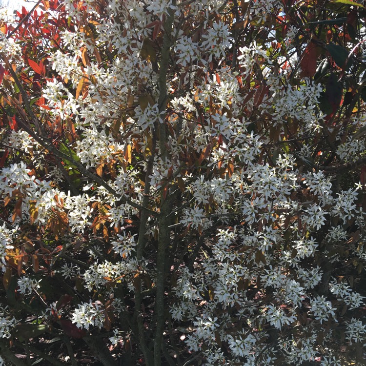 Plant image Amelanchier laevis 'Snowflakes'