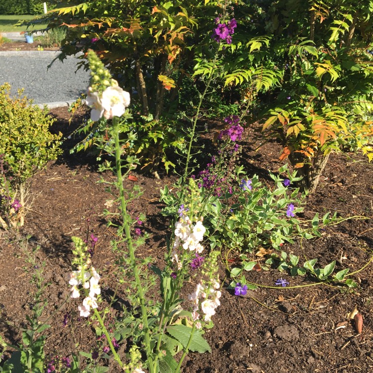 Plant image Verbascum thapsus