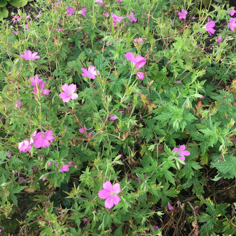 Plant image Geranium 'Khan'