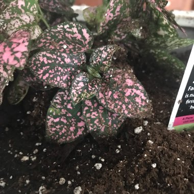 Polka Dot Plant