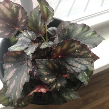 Rex Begonia