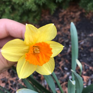 Daffodil 'Hollywood' (Large-cupped)