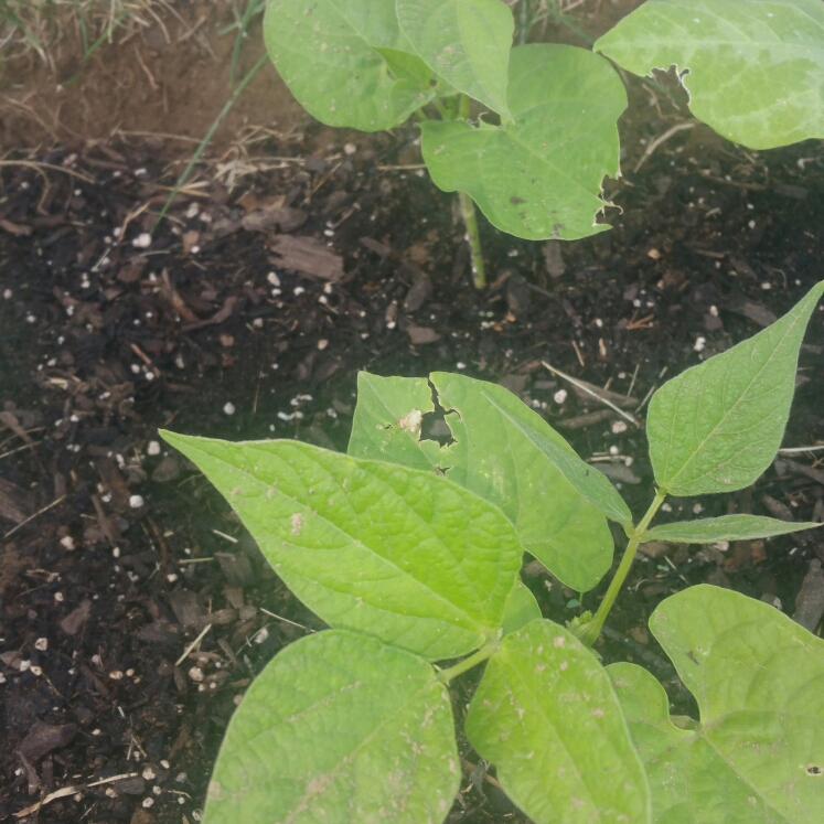 Plant image Phaseolus vulgarus 'Burpee Stringless'