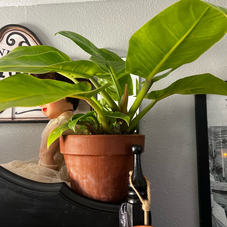 Plant image Philodendron erubescens 'Red Emerald'