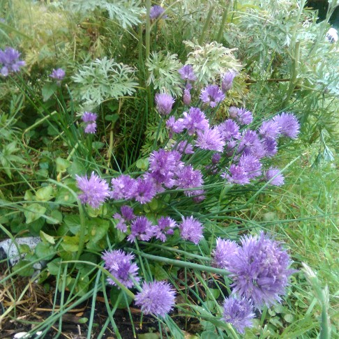 Allium schoenoprasum