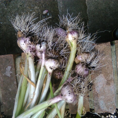 Plant image Allium sativum