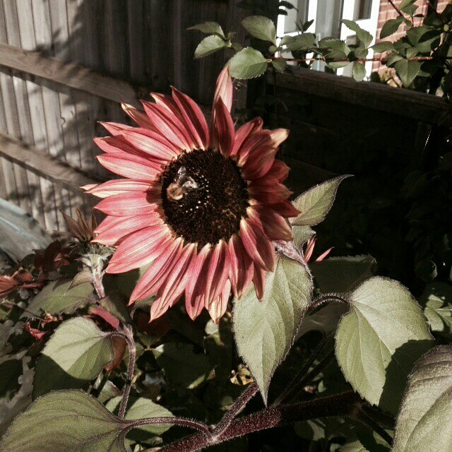 Helianthus annuus 'Autumn Beauty'