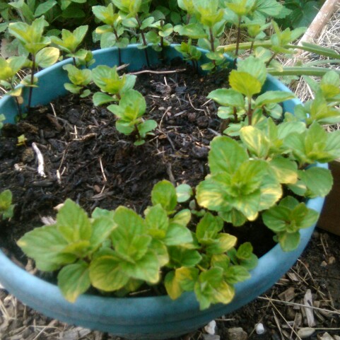 Plant image Mentha x gracilis 'Ginger'