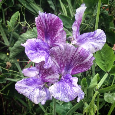 Lathyrus odoratus 'Earl Grey'