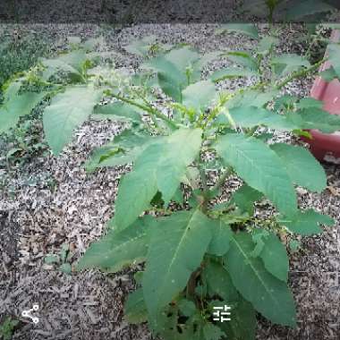 Phytolacca americana