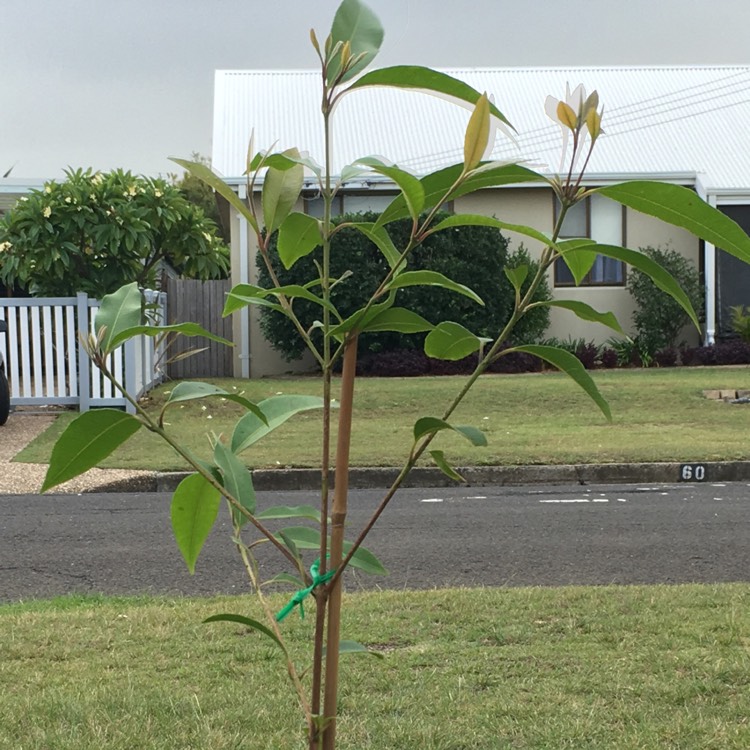 Plant image Backhousia citriodora