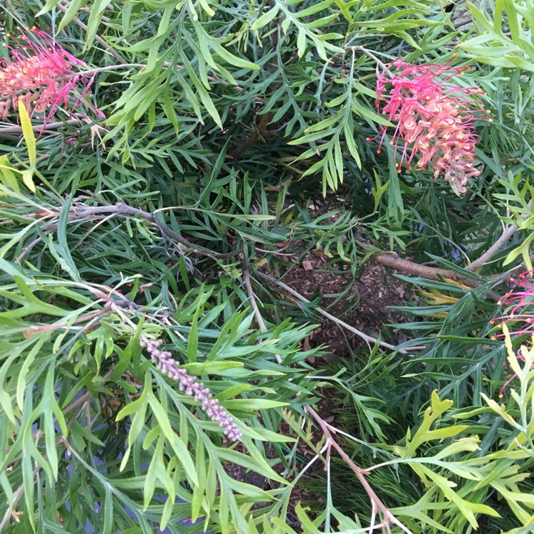 Plant image Grevillea 'Superb'